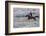 USA, Wyoming, Shell, Cowboy at Full Gallop Riding the Range-Terry Eggers-Framed Photographic Print