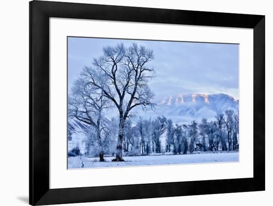 USA, Wyoming, Shell, Hoar Frost in the Valley-Hollice Looney-Framed Premium Photographic Print