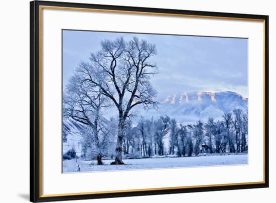 USA, Wyoming, Shell, Hoar Frost in the Valley-Hollice Looney-Framed Premium Photographic Print