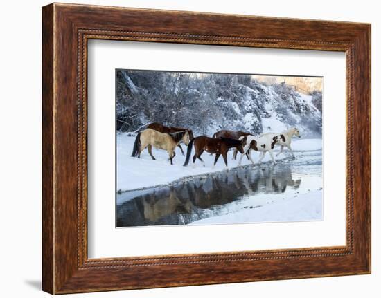 USA, Wyoming, Shell, Horses Crossing the Creek-Hollice Looney-Framed Photographic Print