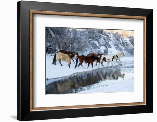 USA, Wyoming, Shell, Horses Crossing the Creek-Hollice Looney-Framed Photographic Print