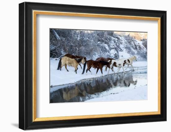 USA, Wyoming, Shell, Horses Crossing the Creek-Hollice Looney-Framed Photographic Print