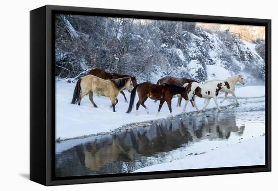 USA, Wyoming, Shell, Horses Crossing the Creek-Hollice Looney-Framed Premier Image Canvas