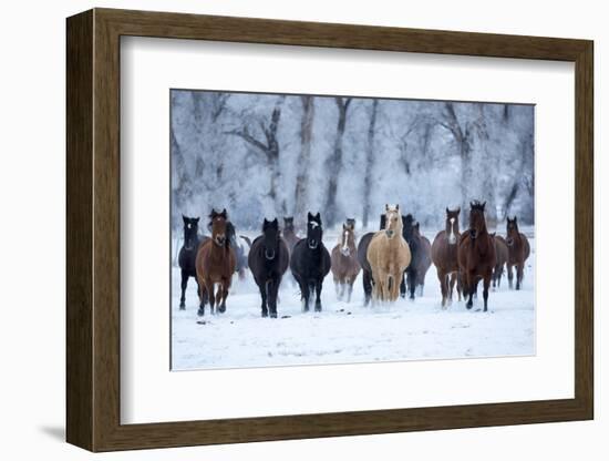 USA, Wyoming, Shell, Horses in the Cold-Hollice Looney-Framed Photographic Print