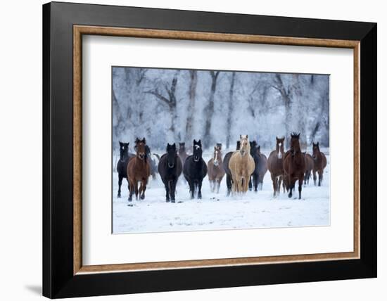 USA, Wyoming, Shell, Horses in the Cold-Hollice Looney-Framed Photographic Print