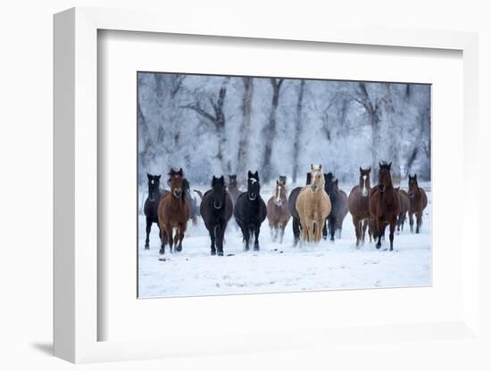 USA, Wyoming, Shell, Horses in the Cold-Hollice Looney-Framed Photographic Print