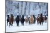 USA, Wyoming, Shell, Horses in the Cold-Hollice Looney-Mounted Photographic Print