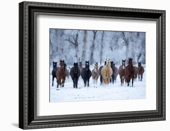 USA, Wyoming, Shell, Horses in the Cold-Hollice Looney-Framed Photographic Print