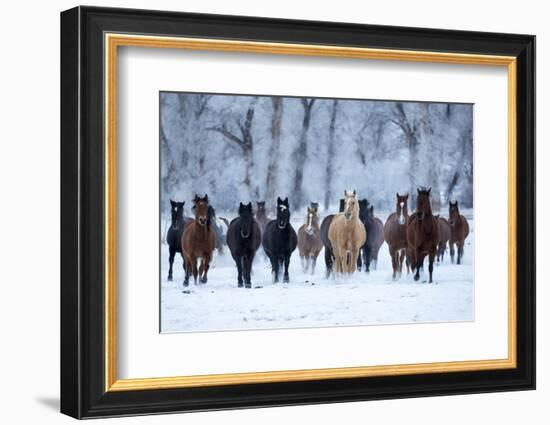 USA, Wyoming, Shell, Horses in the Cold-Hollice Looney-Framed Photographic Print