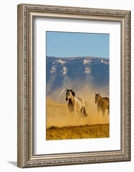 USA, Wyoming, Shell, Horses Running along the Red Rock hills of the Big Horn Mountains-Terry Eggers-Framed Photographic Print