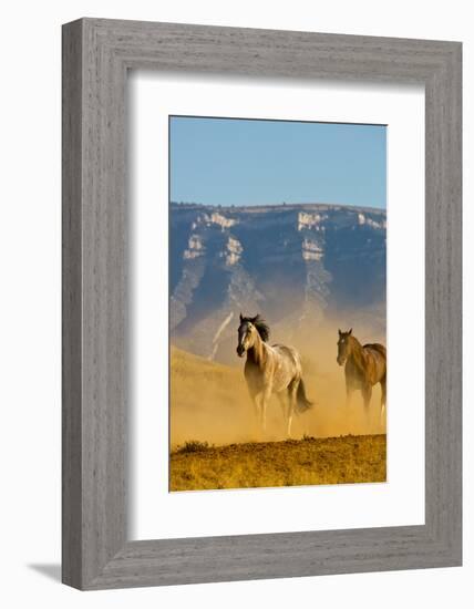 USA, Wyoming, Shell, Horses Running along the Red Rock hills of the Big Horn Mountains-Terry Eggers-Framed Photographic Print