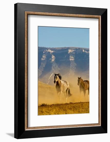 USA, Wyoming, Shell, Horses Running along the Red Rock hills of the Big Horn Mountains-Terry Eggers-Framed Photographic Print