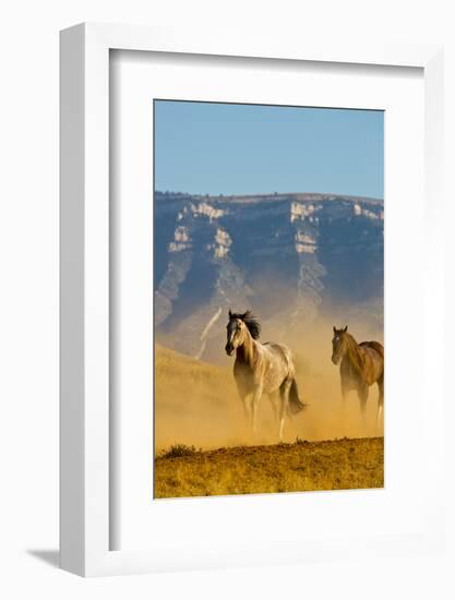 USA, Wyoming, Shell, Horses Running along the Red Rock hills of the Big Horn Mountains-Terry Eggers-Framed Photographic Print