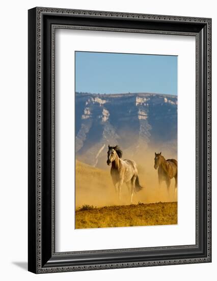 USA, Wyoming, Shell, Horses Running along the Red Rock hills of the Big Horn Mountains-Terry Eggers-Framed Photographic Print