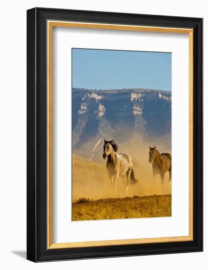 USA, Wyoming, Shell, Horses Running along the Red Rock hills of the Big Horn Mountains-Terry Eggers-Framed Photographic Print