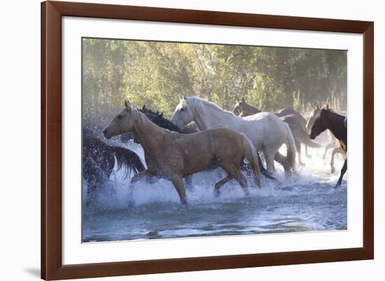 USA, Wyoming, Shell, The Hideout Ranch, Herd of Horses Cross the River-Hollice Looney-Framed Premium Photographic Print