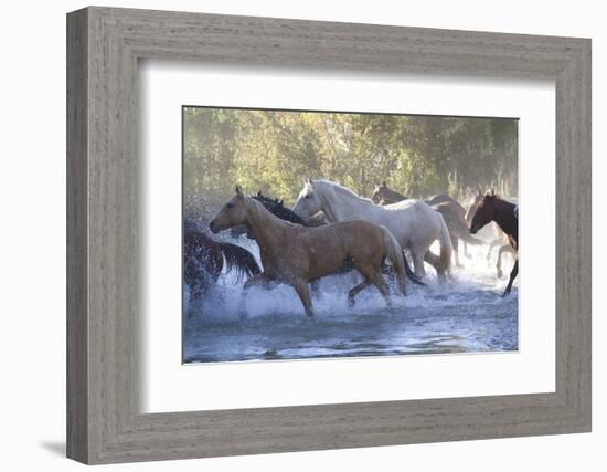 USA, Wyoming, Shell, The Hideout Ranch, Herd of Horses Cross the River-Hollice Looney-Framed Photographic Print