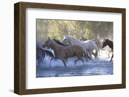 USA, Wyoming, Shell, The Hideout Ranch, Herd of Horses Cross the River-Hollice Looney-Framed Photographic Print