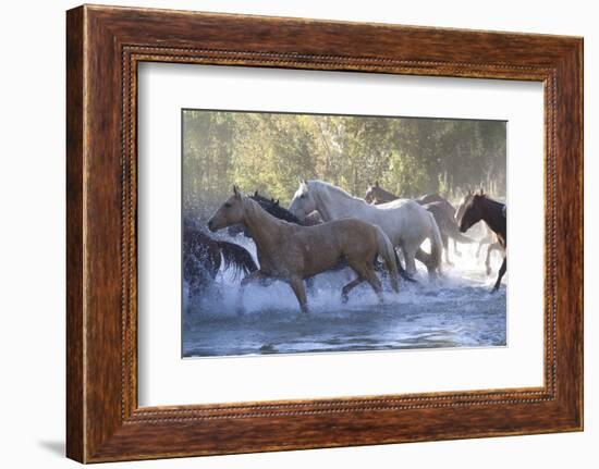 USA, Wyoming, Shell, The Hideout Ranch, Herd of Horses Cross the River-Hollice Looney-Framed Photographic Print