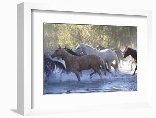 USA, Wyoming, Shell, The Hideout Ranch, Herd of Horses Cross the River-Hollice Looney-Framed Photographic Print