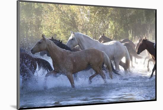 USA, Wyoming, Shell, The Hideout Ranch, Herd of Horses Cross the River-Hollice Looney-Mounted Photographic Print