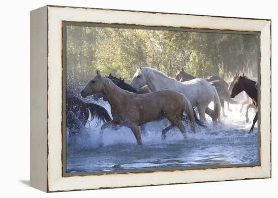 USA, Wyoming, Shell, The Hideout Ranch, Herd of Horses Cross the River-Hollice Looney-Framed Premier Image Canvas