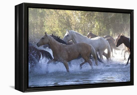 USA, Wyoming, Shell, The Hideout Ranch, Herd of Horses Cross the River-Hollice Looney-Framed Premier Image Canvas