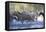 USA, Wyoming, Shell, The Hideout Ranch, Herd of Horses Cross the River-Hollice Looney-Framed Premier Image Canvas