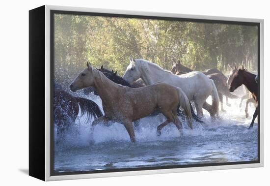 USA, Wyoming, Shell, The Hideout Ranch, Herd of Horses Cross the River-Hollice Looney-Framed Premier Image Canvas