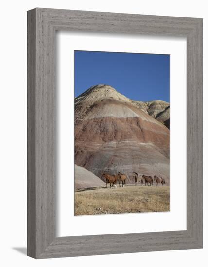 USA, Wyoming, Shell, The Hideout Ranch, Horses Walking in front of Painted Hills-Hollice Looney-Framed Photographic Print