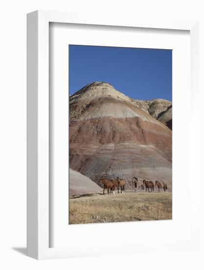 USA, Wyoming, Shell, The Hideout Ranch, Horses Walking in front of Painted Hills-Hollice Looney-Framed Photographic Print