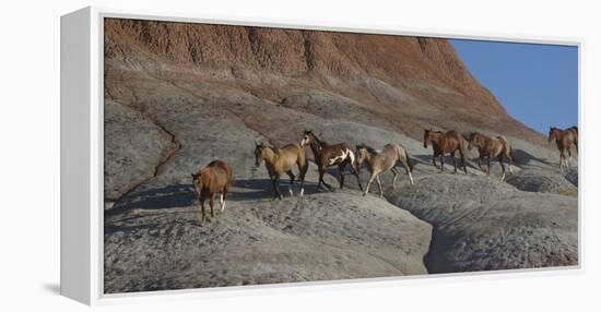 USA, Wyoming, Shell, The Hideout Ranch, Horses Walking the Hillside-Hollice Looney-Framed Premier Image Canvas