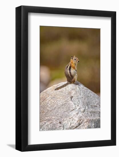 USA, Wyoming, Snowy Range. Golden-mantled ground squirrel on rock.-Jaynes Gallery-Framed Photographic Print