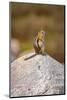 USA, Wyoming, Snowy Range. Golden-mantled ground squirrel on rock.-Jaynes Gallery-Mounted Photographic Print