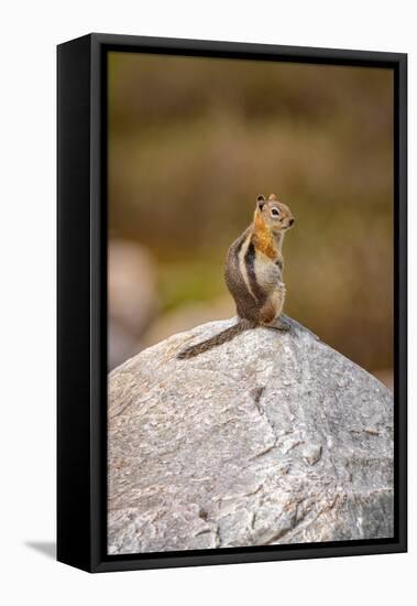 USA, Wyoming, Snowy Range. Golden-mantled ground squirrel on rock.-Jaynes Gallery-Framed Premier Image Canvas