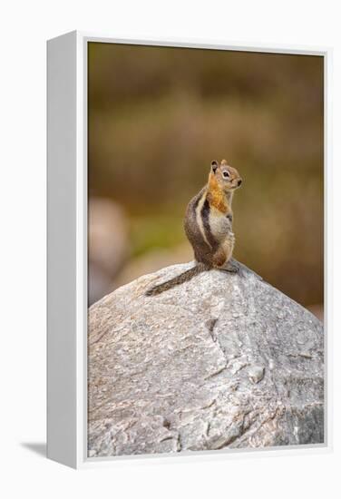 USA, Wyoming, Snowy Range. Golden-mantled ground squirrel on rock.-Jaynes Gallery-Framed Premier Image Canvas