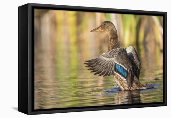 Usa, Wyoming, Sublette County, a Mallard stretches it's wings while sitting on a pond.-Elizabeth Boehm-Framed Premier Image Canvas