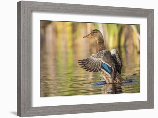 Usa, Wyoming, Sublette County, a Mallard stretches it's wings while sitting on a pond.-Elizabeth Boehm-Framed Photographic Print