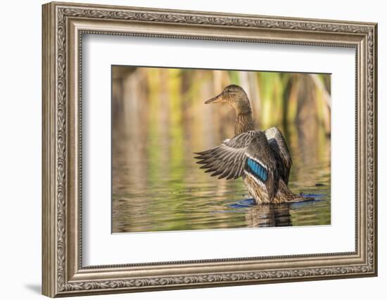 Usa, Wyoming, Sublette County, a Mallard stretches it's wings while sitting on a pond.-Elizabeth Boehm-Framed Photographic Print