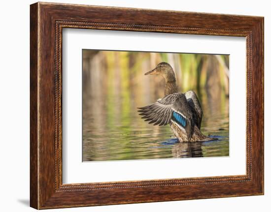 Usa, Wyoming, Sublette County, a Mallard stretches it's wings while sitting on a pond.-Elizabeth Boehm-Framed Photographic Print