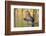 Usa, Wyoming, Sublette County, a Mallard stretches it's wings while sitting on a pond.-Elizabeth Boehm-Framed Photographic Print