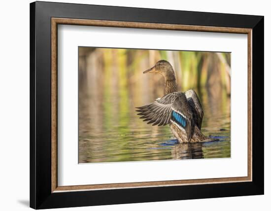 Usa, Wyoming, Sublette County, a Mallard stretches it's wings while sitting on a pond.-Elizabeth Boehm-Framed Photographic Print