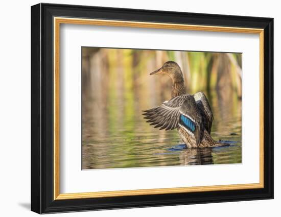 Usa, Wyoming, Sublette County, a Mallard stretches it's wings while sitting on a pond.-Elizabeth Boehm-Framed Photographic Print