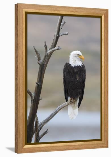 USA, Wyoming, Sublette County. Adult Bald Eagle sitting on a snag above Soda Lake.-Elizabeth Boehm-Framed Premier Image Canvas