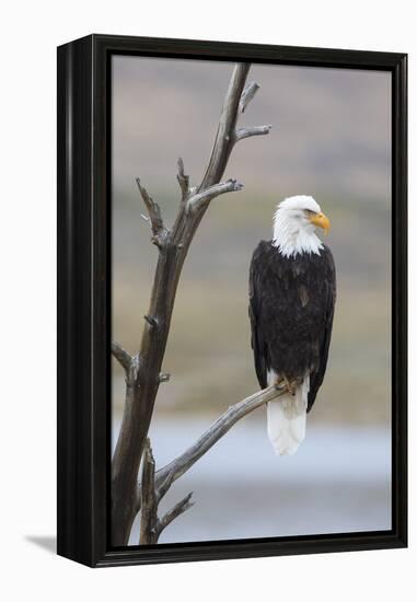 USA, Wyoming, Sublette County. Adult Bald Eagle sitting on a snag above Soda Lake.-Elizabeth Boehm-Framed Premier Image Canvas