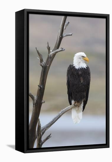 USA, Wyoming, Sublette County. Adult Bald Eagle sitting on a snag above Soda Lake.-Elizabeth Boehm-Framed Premier Image Canvas