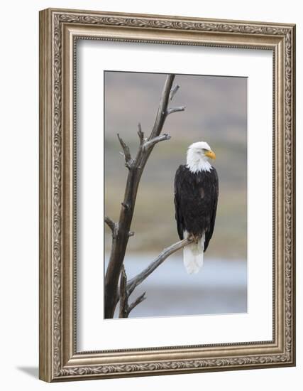 USA, Wyoming, Sublette County. Adult Bald Eagle sitting on a snag above Soda Lake.-Elizabeth Boehm-Framed Photographic Print