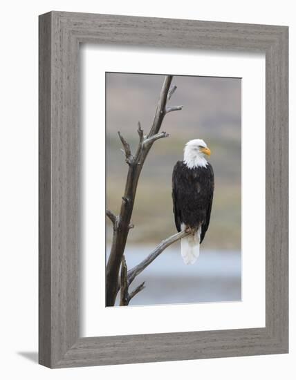 USA, Wyoming, Sublette County. Adult Bald Eagle sitting on a snag above Soda Lake.-Elizabeth Boehm-Framed Photographic Print