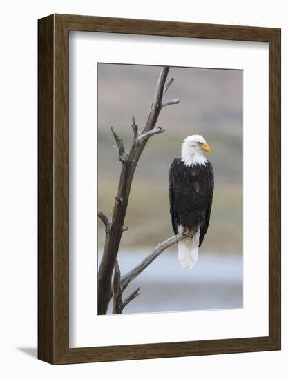 USA, Wyoming, Sublette County. Adult Bald Eagle sitting on a snag above Soda Lake.-Elizabeth Boehm-Framed Photographic Print