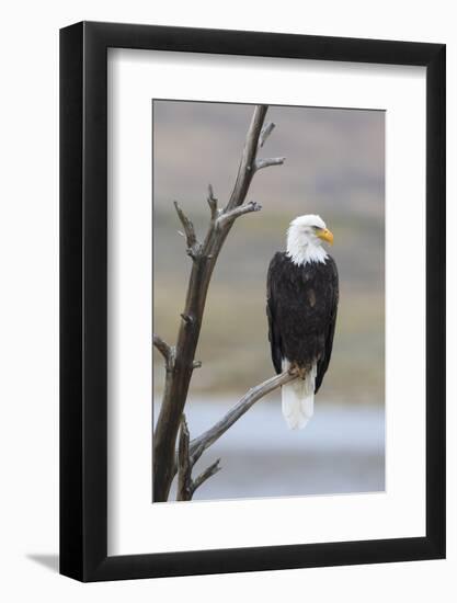 USA, Wyoming, Sublette County. Adult Bald Eagle sitting on a snag above Soda Lake.-Elizabeth Boehm-Framed Photographic Print
